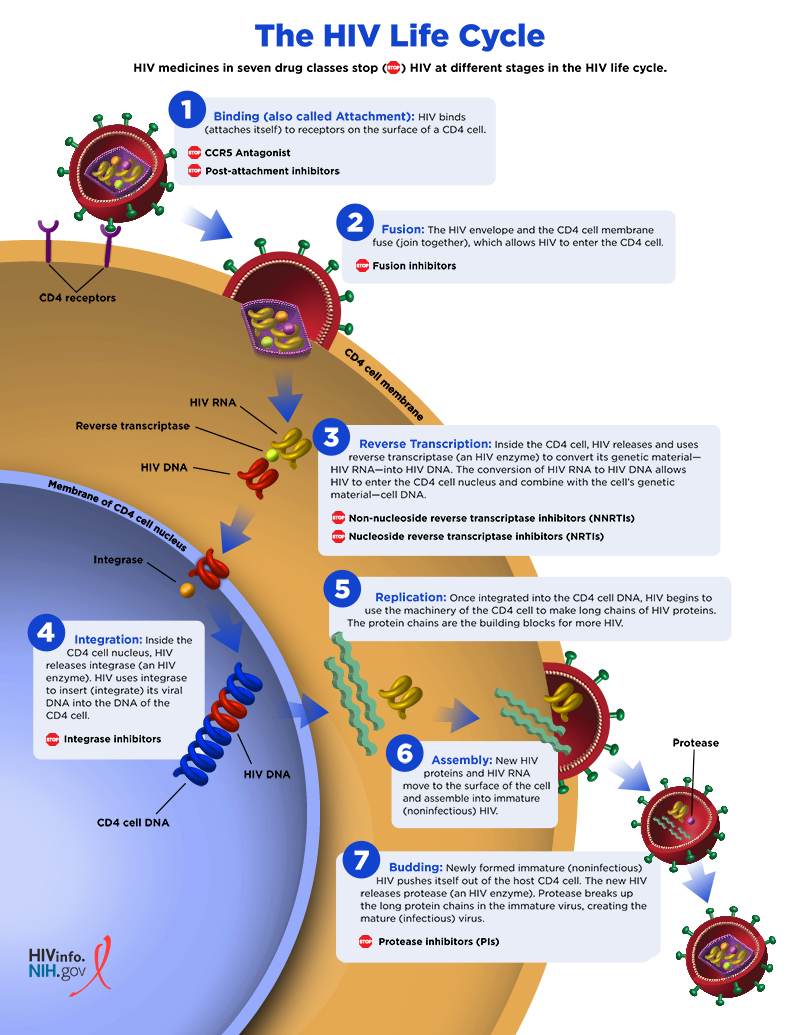 HIV life cycle and ART drug targets