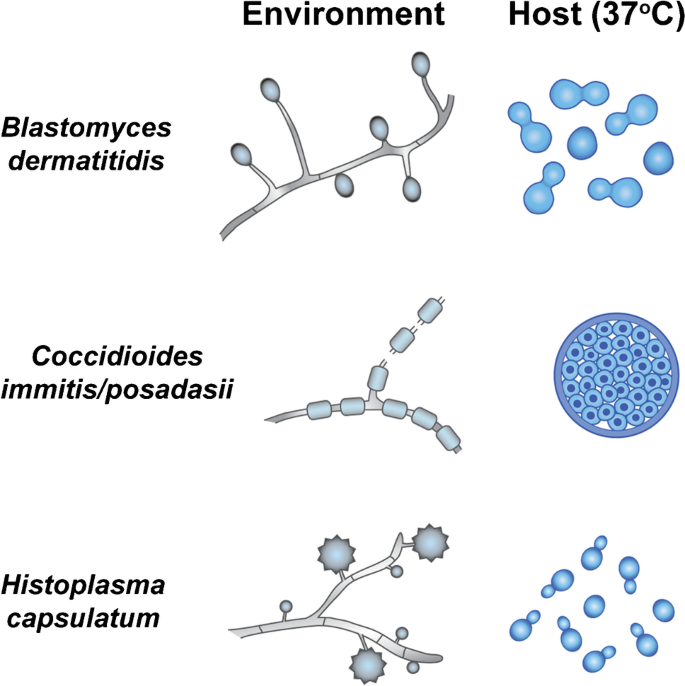 Morphology of Dimorphic Fungi