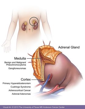 Adrenal Gland Anatomy and Pathologies
