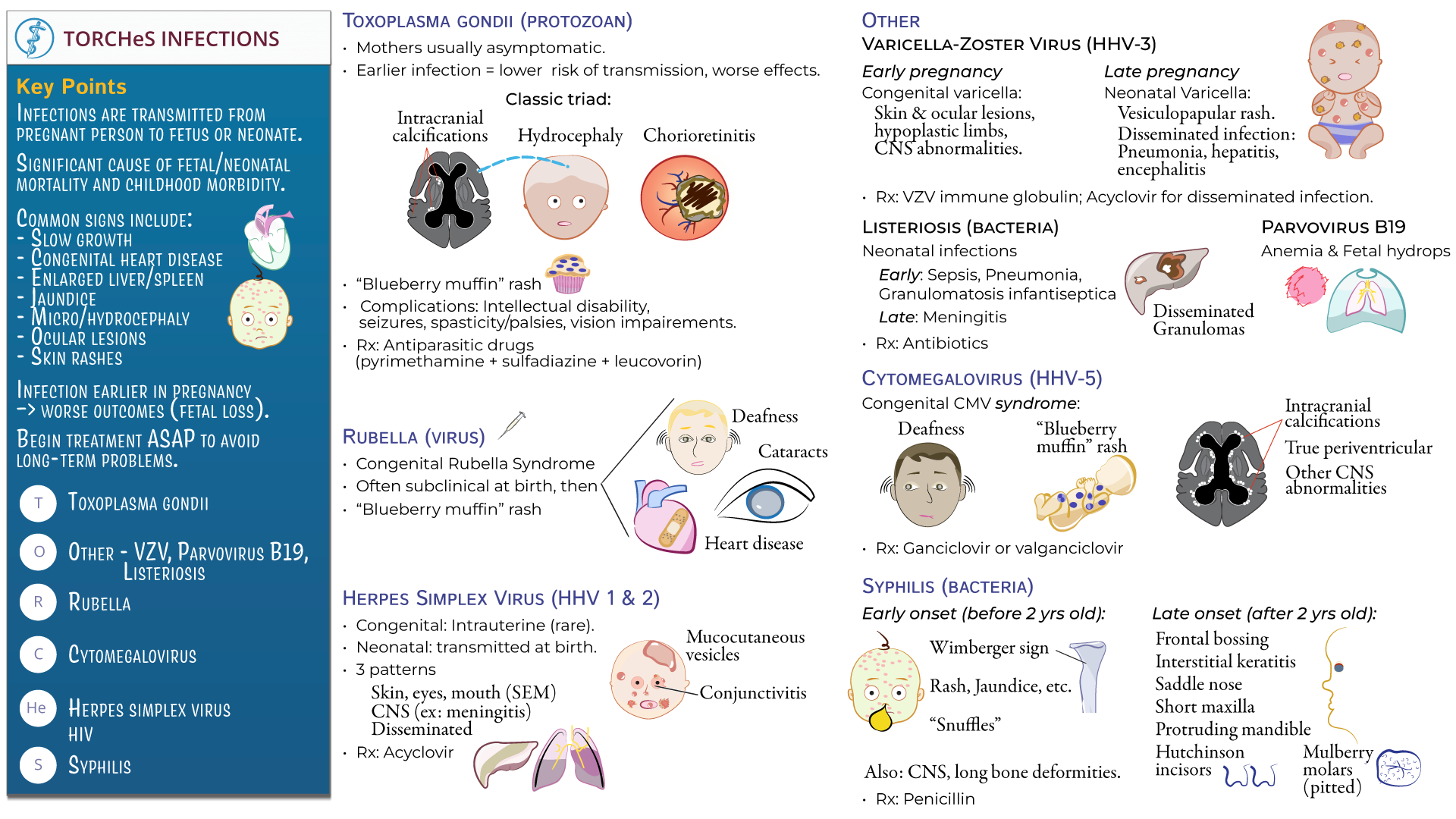 TORCH(e)S infections infographic showing maternal-fetal transmission and clinical findings like blueberry muffin rash, cataracts, and dental anomalies.