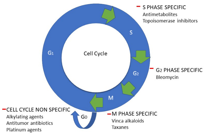 Cell cycle specificity of anticancer drugs
