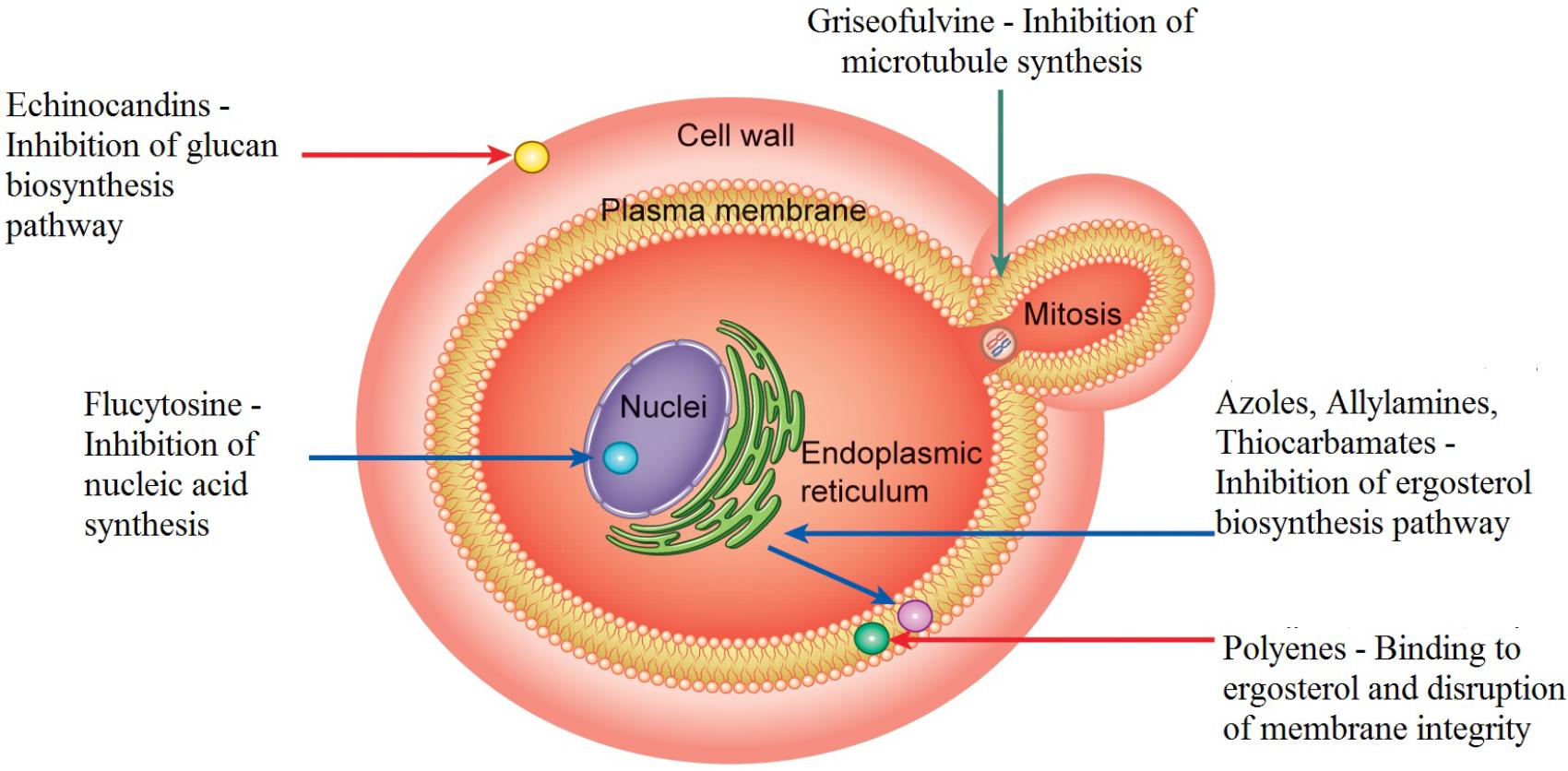 Antifungal mechanisms of action