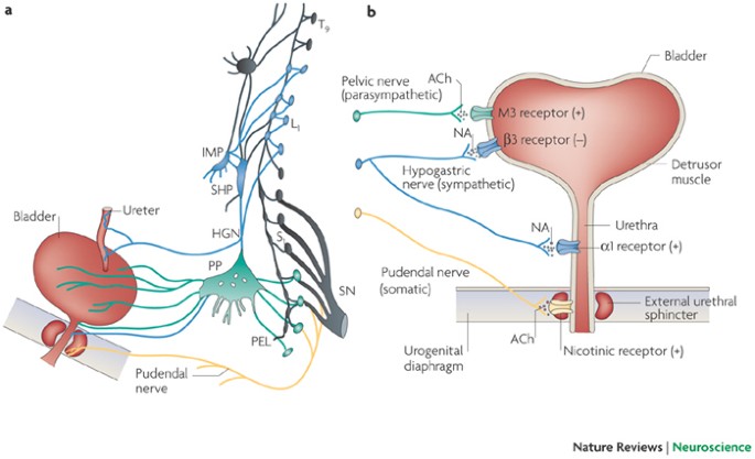 autonomic-drugs-in-urological-disorders-autonomic-nervous-system