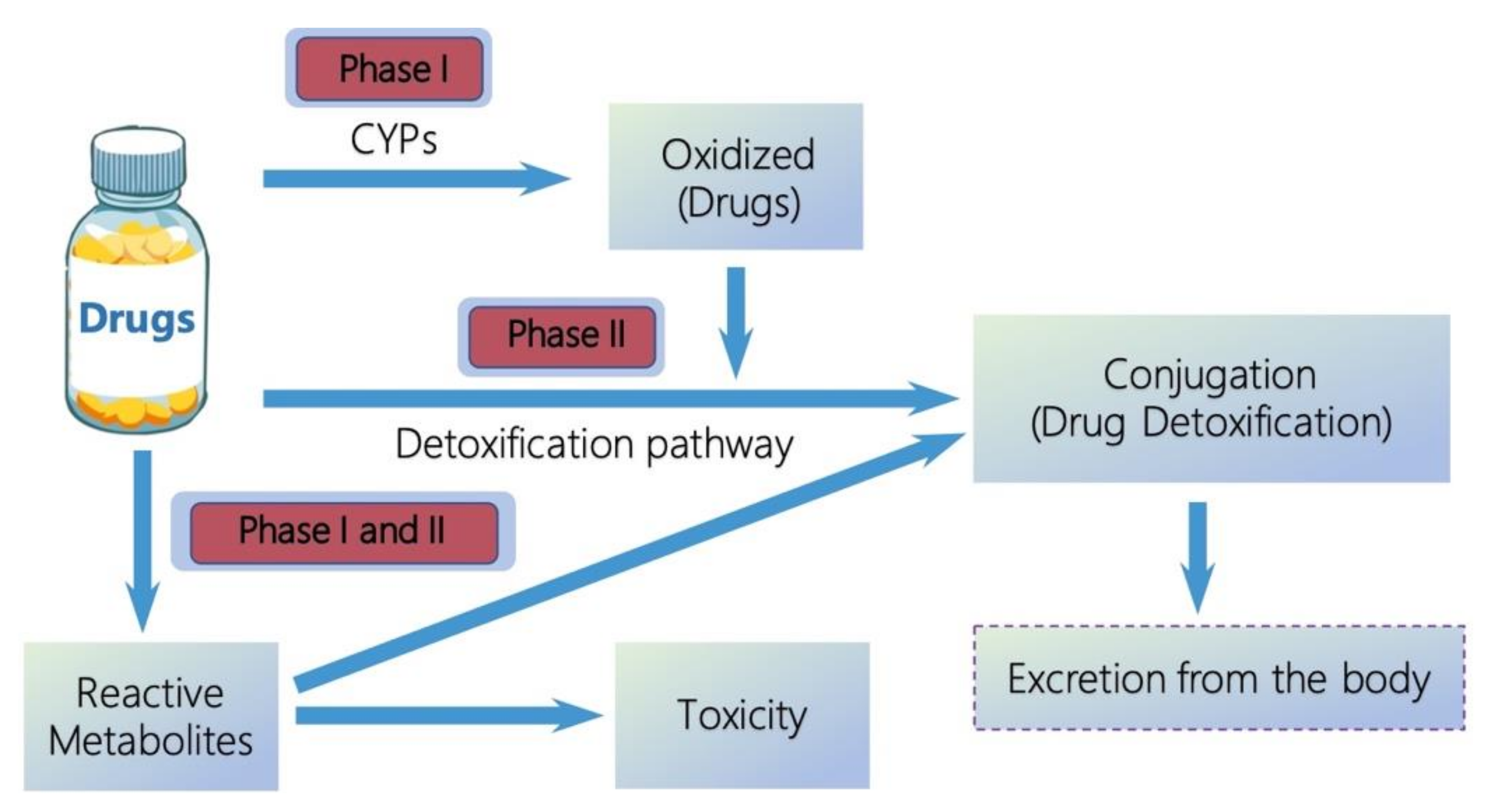 Pharmacokinetics: Metabolism and Excretion | General Pharmacology ...