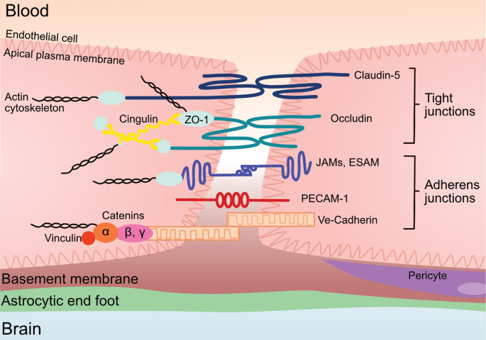 Drug Distribution and Protein Binding | Pharmacokinetics and ...