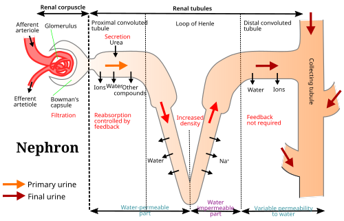 Renal and Non-renal Excretion | Pharmacokinetics and Pharmacodynamics ...