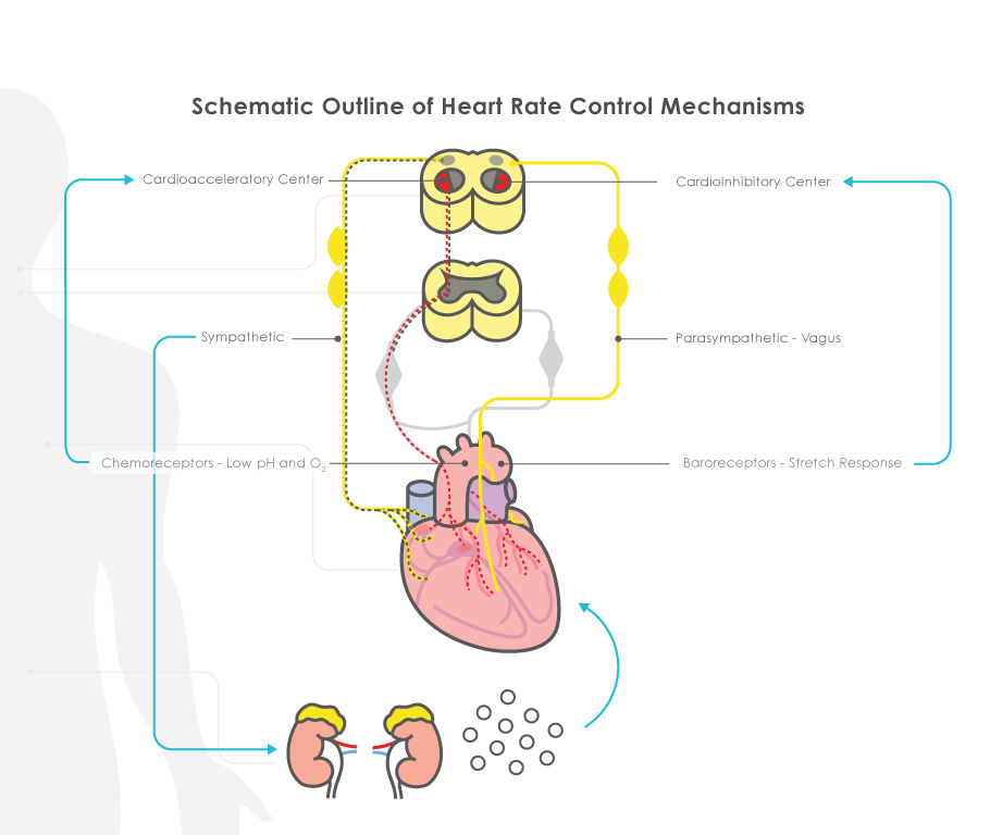 Regulating Heart Activity Cardiac Output and Its Regulation | Cardiovascular System - OnCourse ...