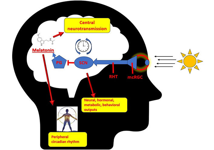 RHT pathway, SCN, and melatonin feedback loop diagram