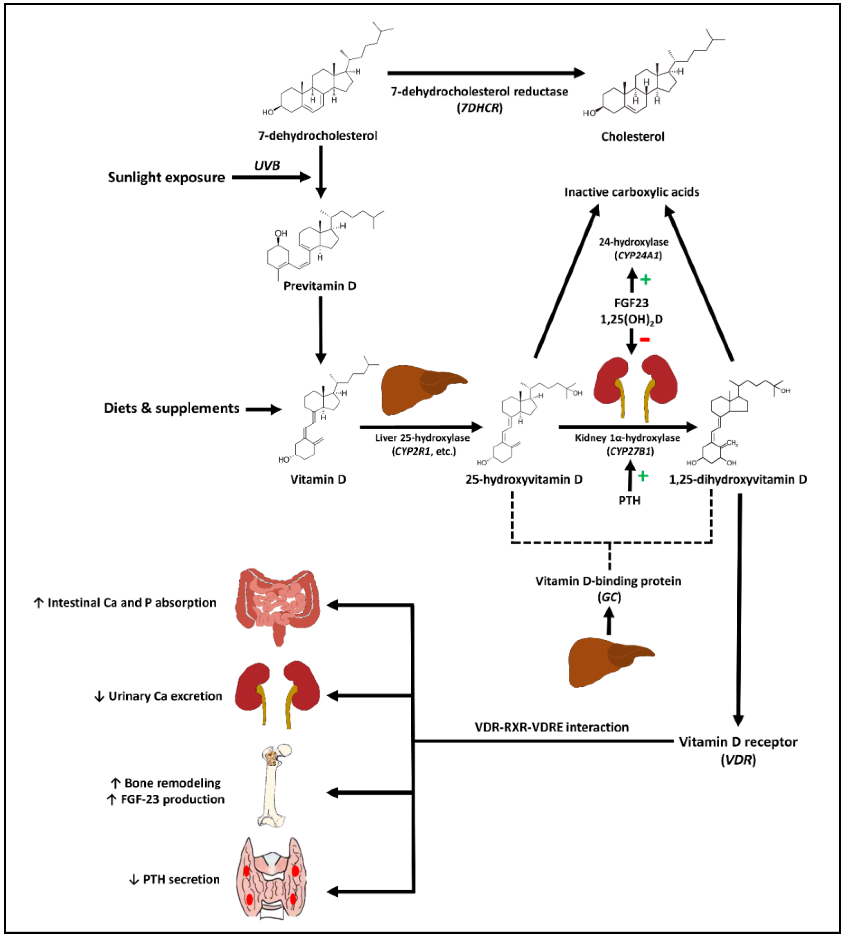 Vitamin D synthesis, activation, and effects