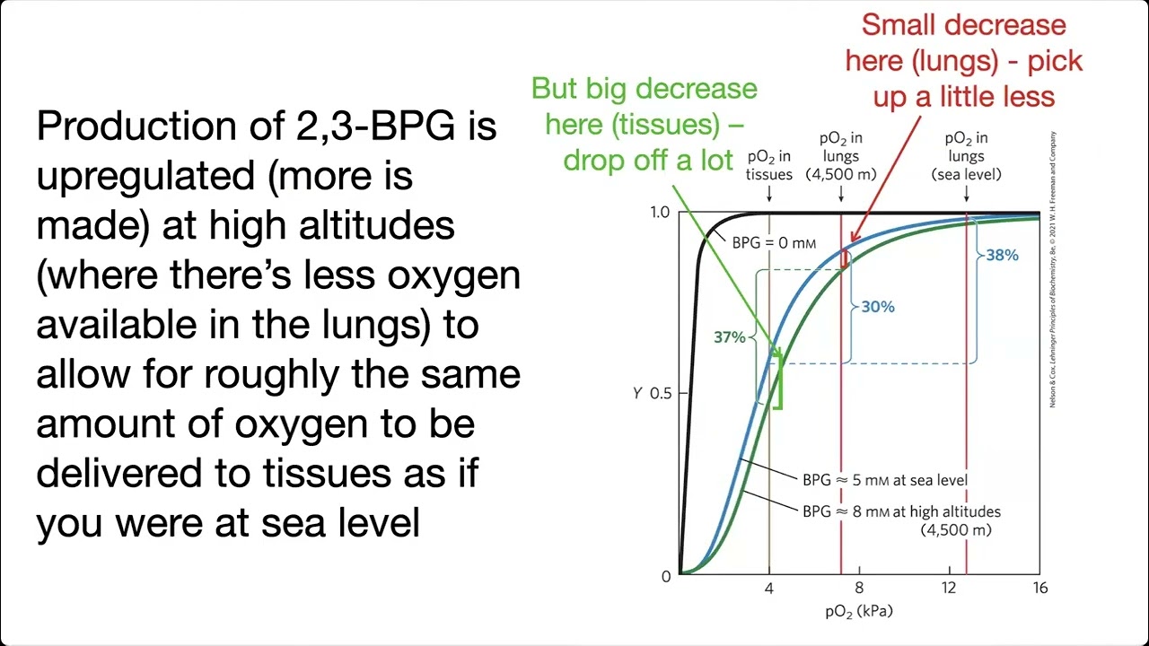 Oxyhemoglobin curve: 2,3-BPG at altitude