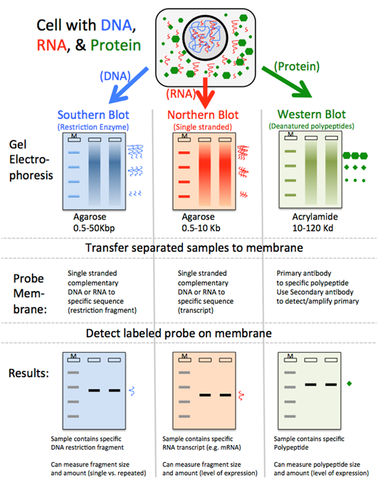 Southern, Northern, Western Blot Comparison
