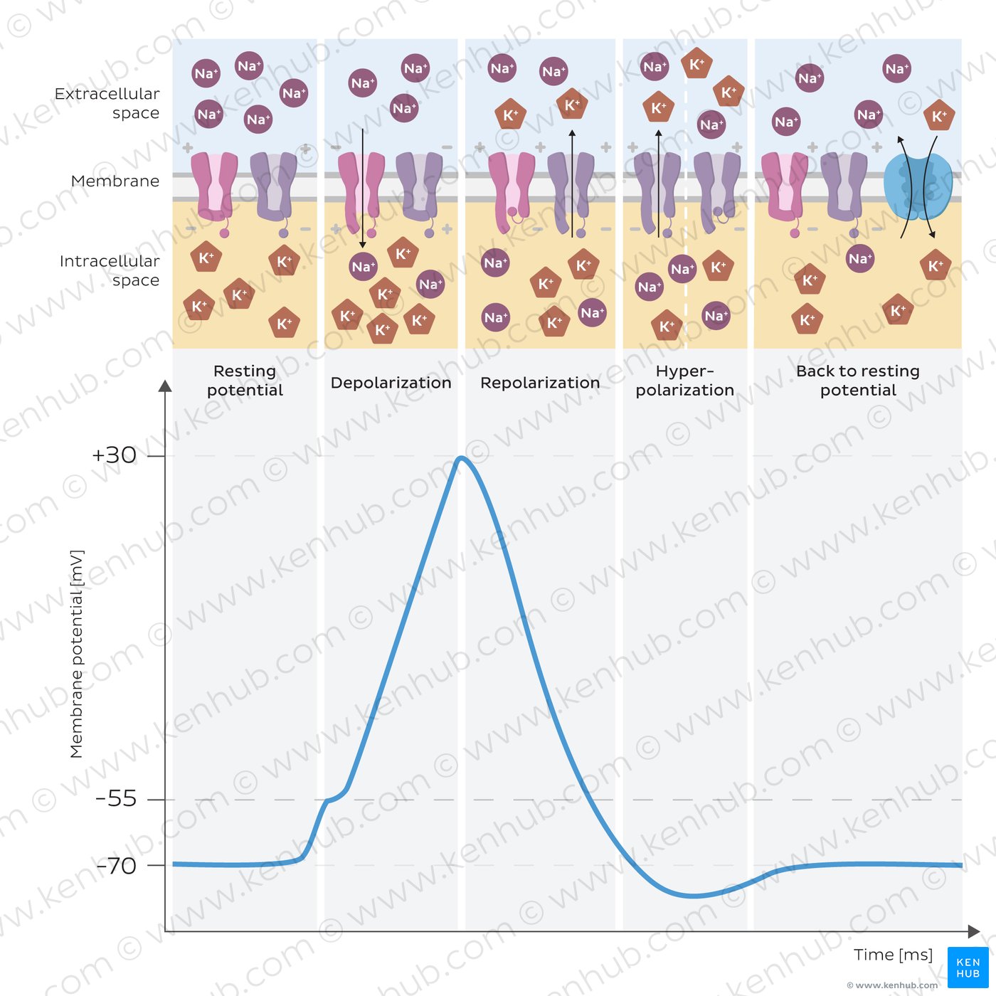 Action potential graph showing phases and ion channel activity