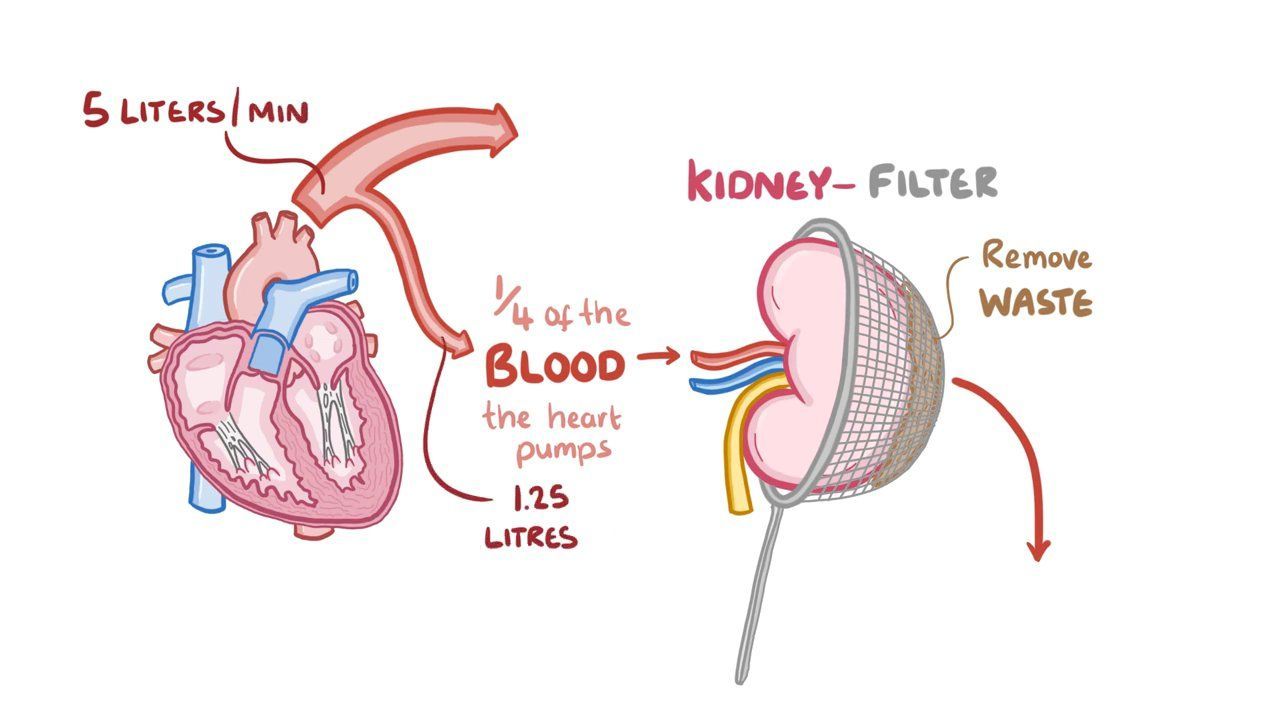 Kidney filtration rate diagram