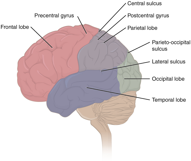 Lateral view of the brain showing the frontal, parietal, temporal, and occipital lobes