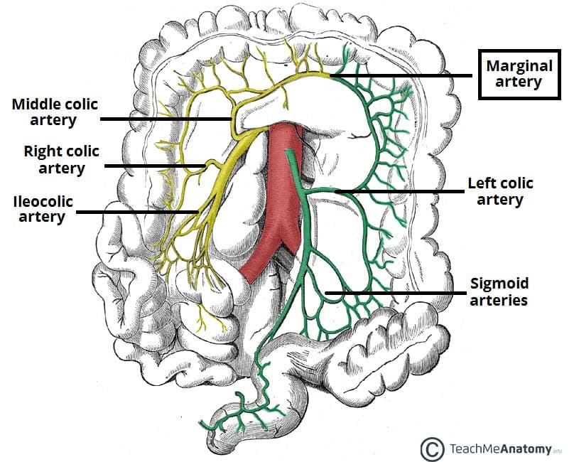 Colorectal Arterial Supply