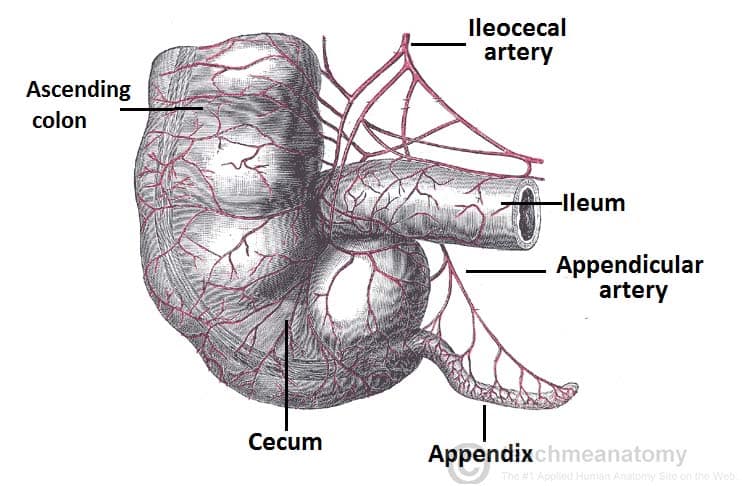 Anatomy of the appendix and surrounding structures