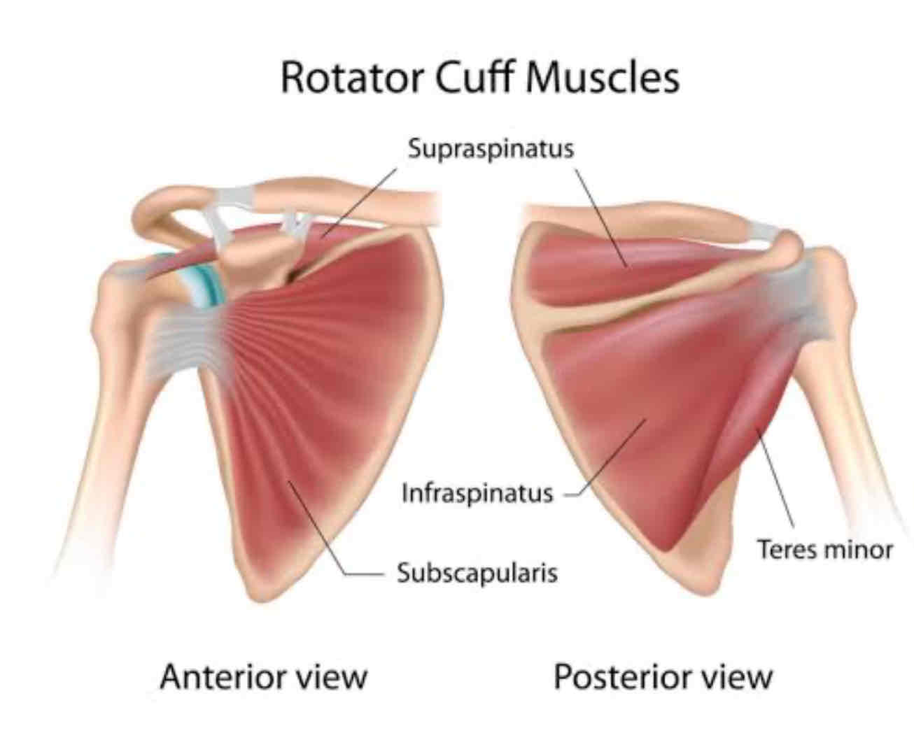 Rotator cuff muscles (SITS muscles) of the shoulder joint, anterior and posterior views