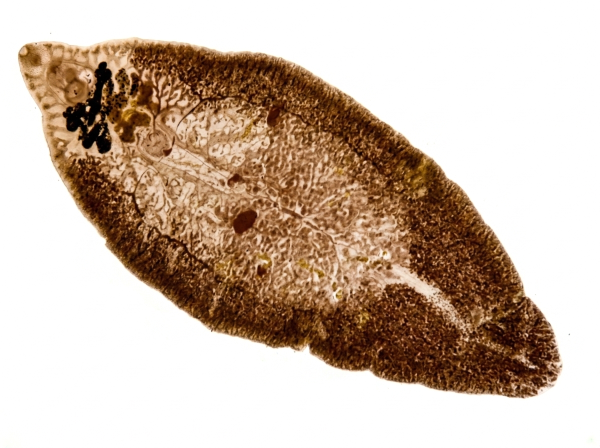 Image for question 351