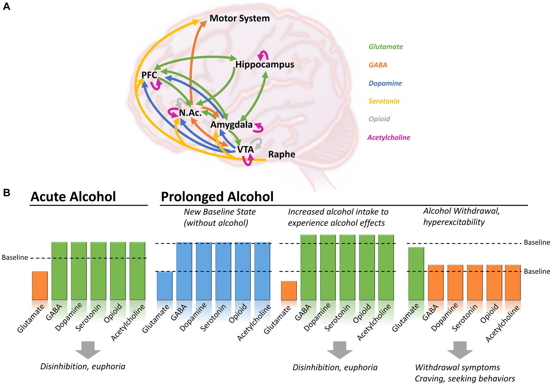 Neurotransmitter imbalances during alcohol withdrawal showing GABA-glutamate dysfunction