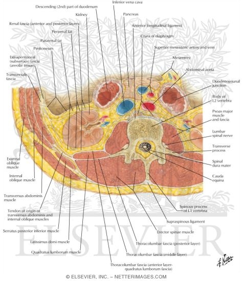 Axial section of upper abdomen at L1-L2 showing pancreas, kidneys, aorta, and IVC