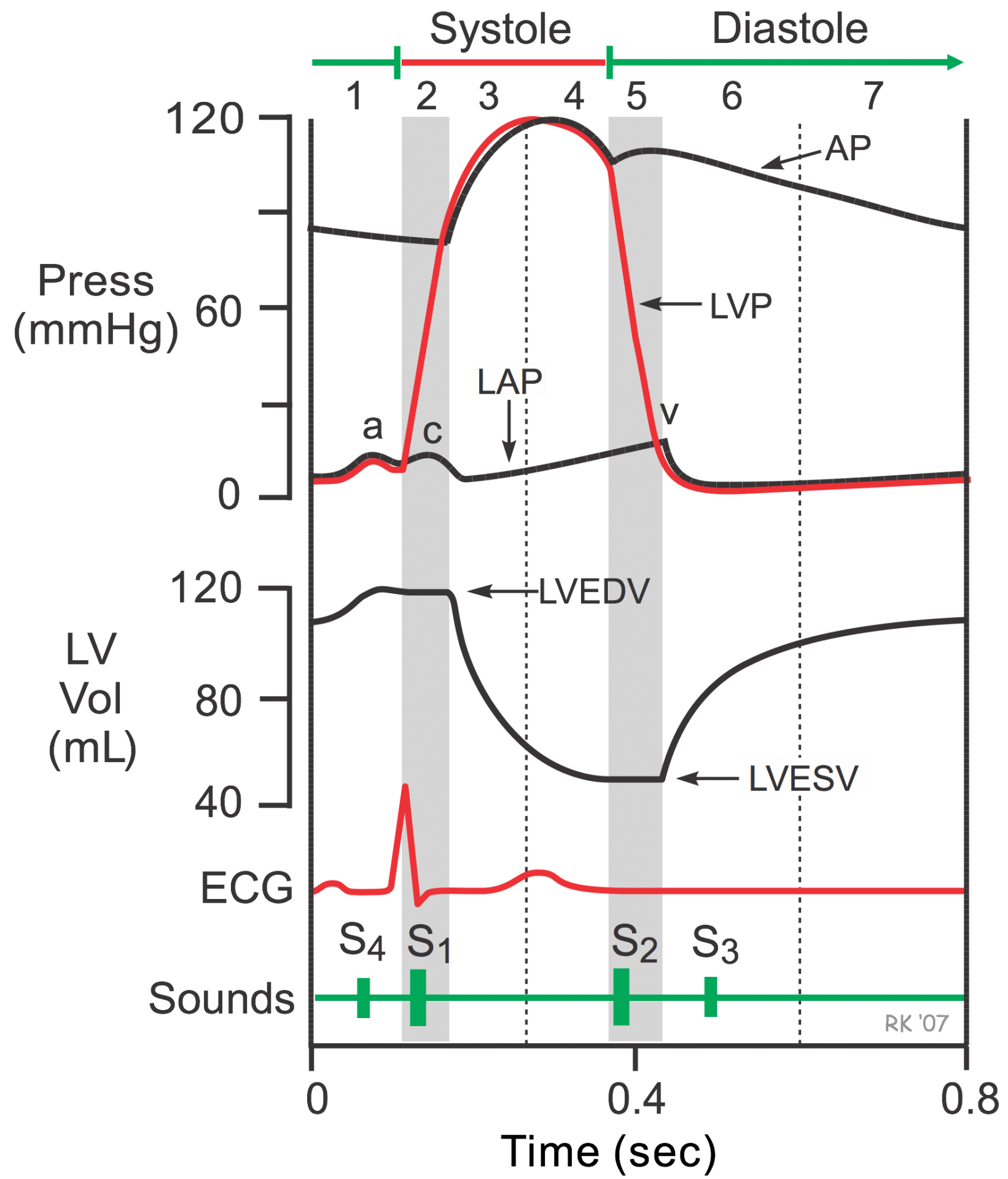 Wiggers Diagram of the Cardiac Cycle