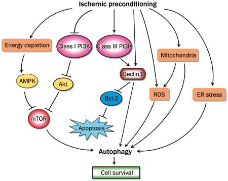 Preconditioning protocol diagram showing protective mechanisms