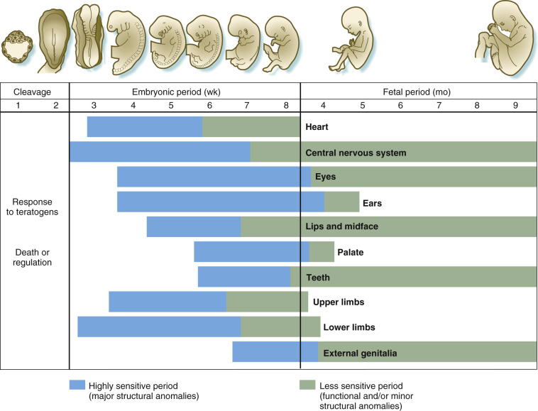 Teratogenic timing and specific anomaly patterns