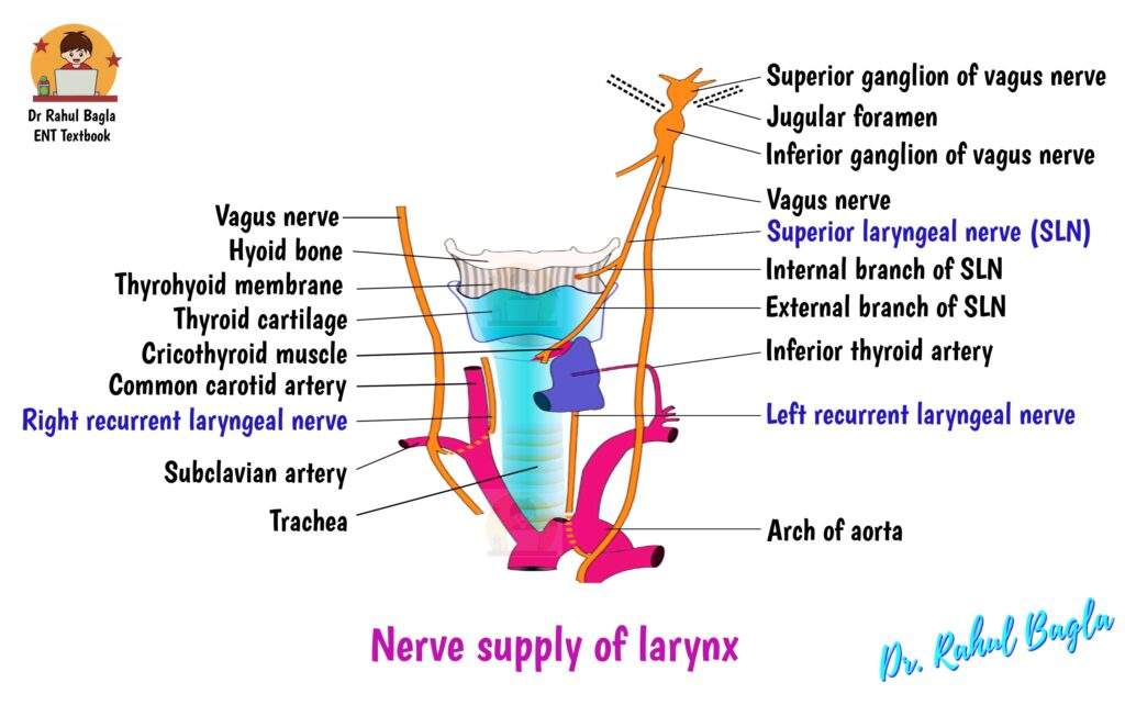 Laryngeal Nerve Anatomy