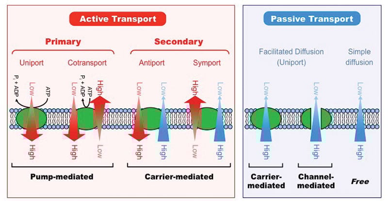 Mechanisms of active and passive transport across a cellular membrane