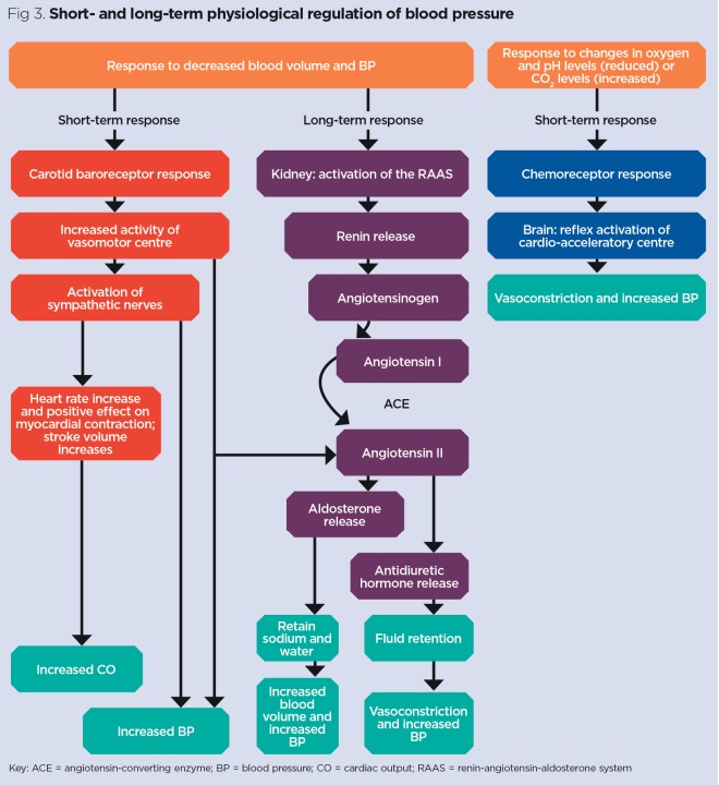 Hemodynamic response timeline showing acute vs chronic RAAS effects