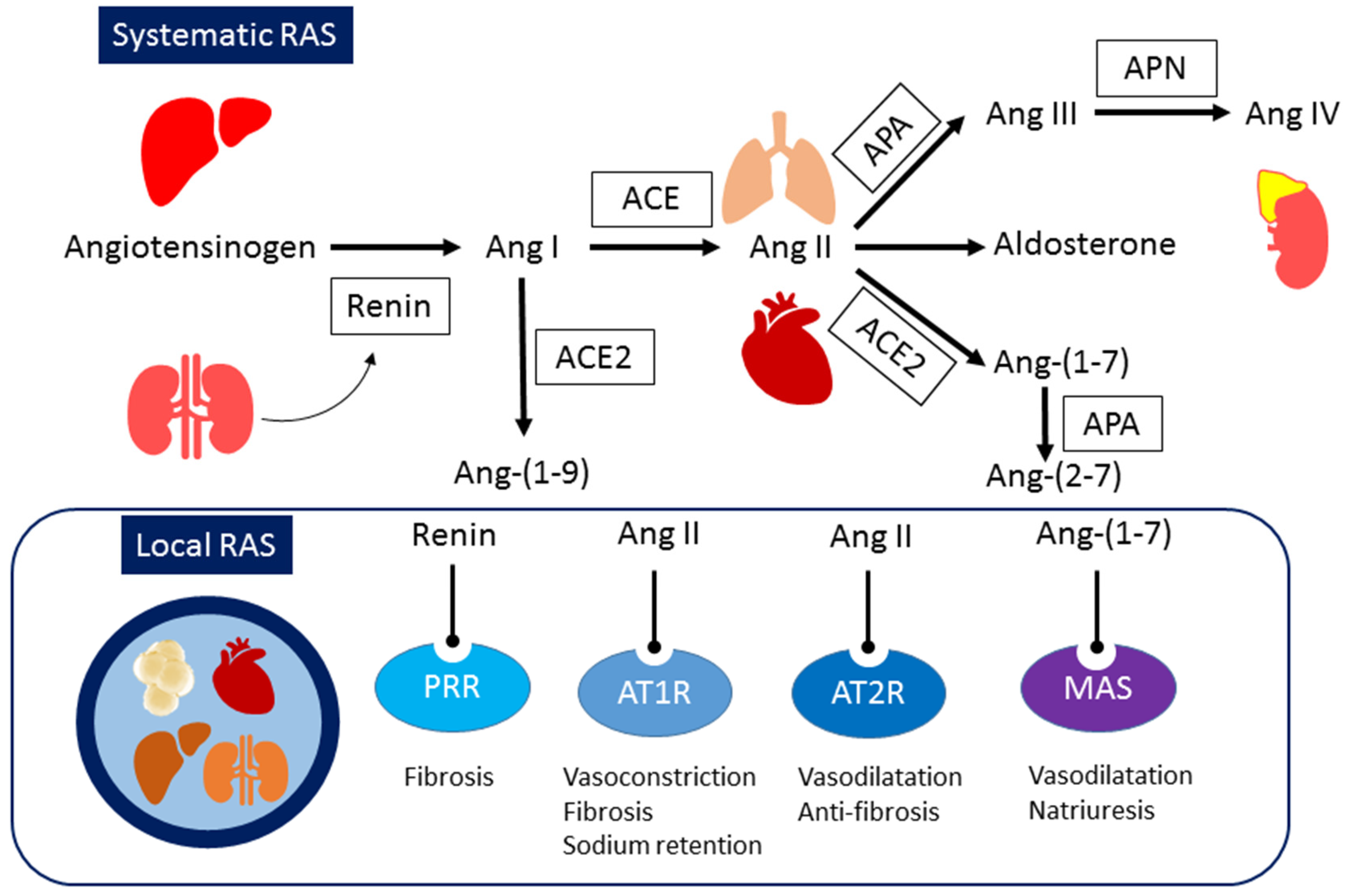 Tissue-specific RAAS expression patterns in different organs