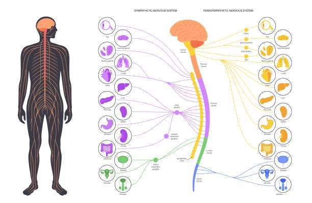 Autonomic Nervous System Anatomy: Sympathetic vs Parasympathetic