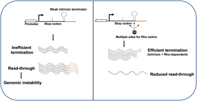 Transcription termination mechanisms showing intrinsic and Rho-dependent pathways