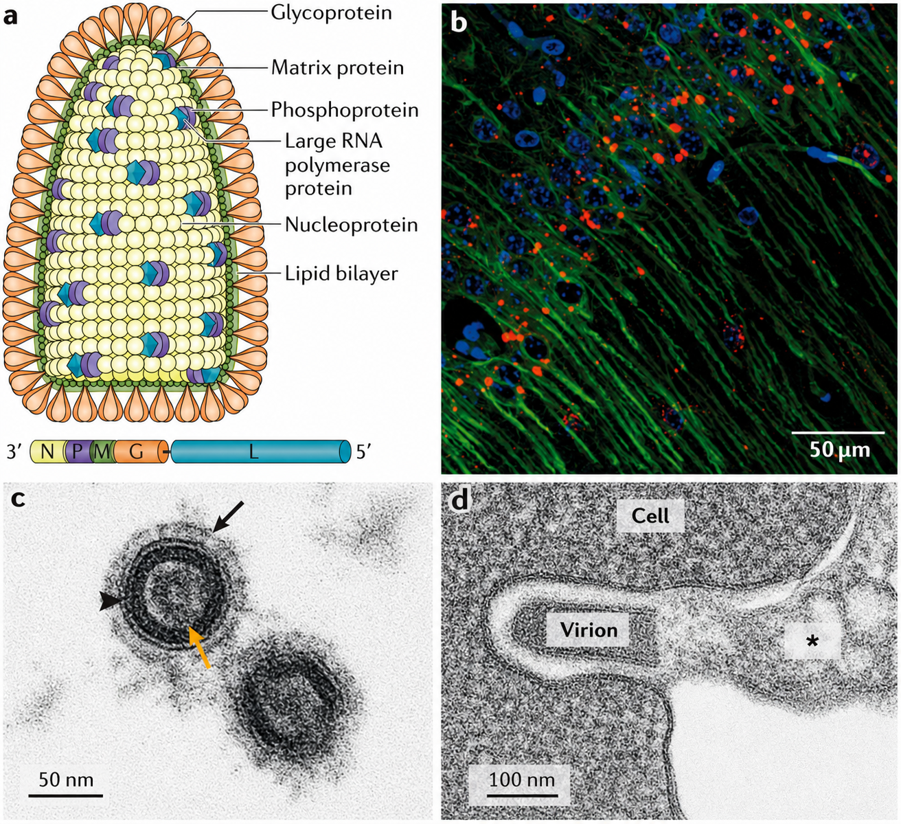 Rabies virus structure and replication