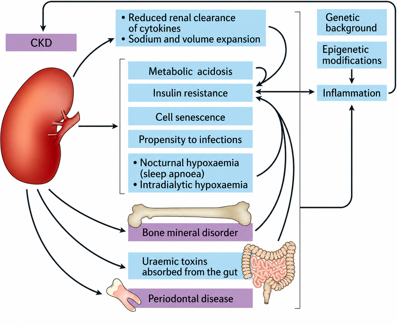 Diagram showing uremic toxin effects on multiple organ systems