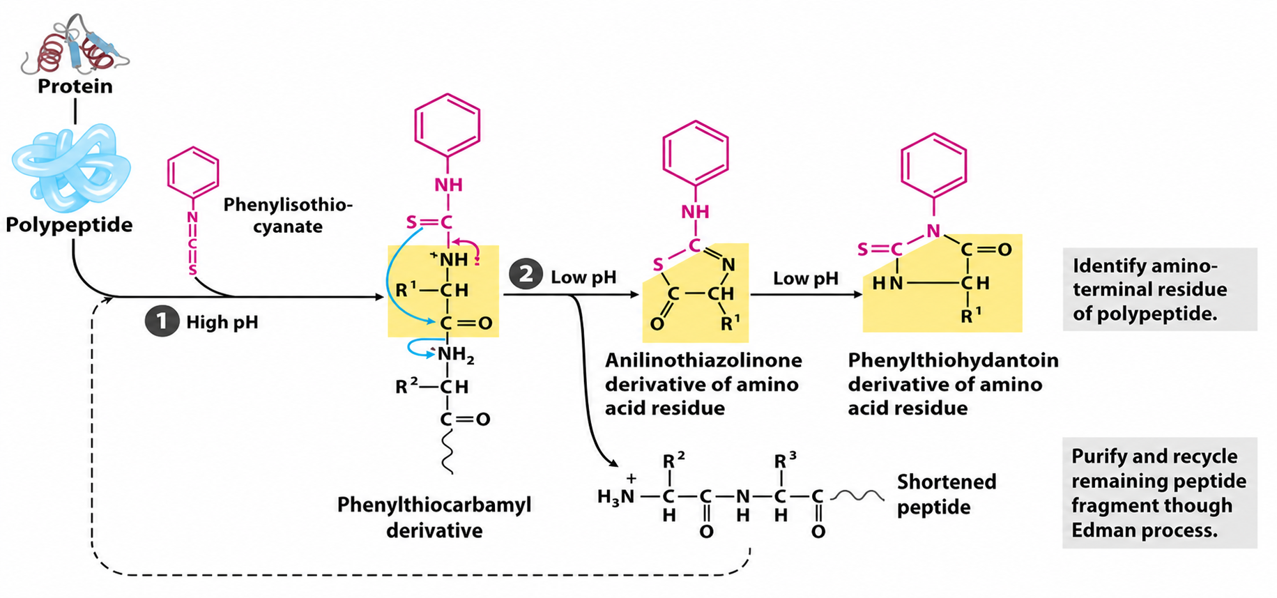 Edman degradation process diagram
