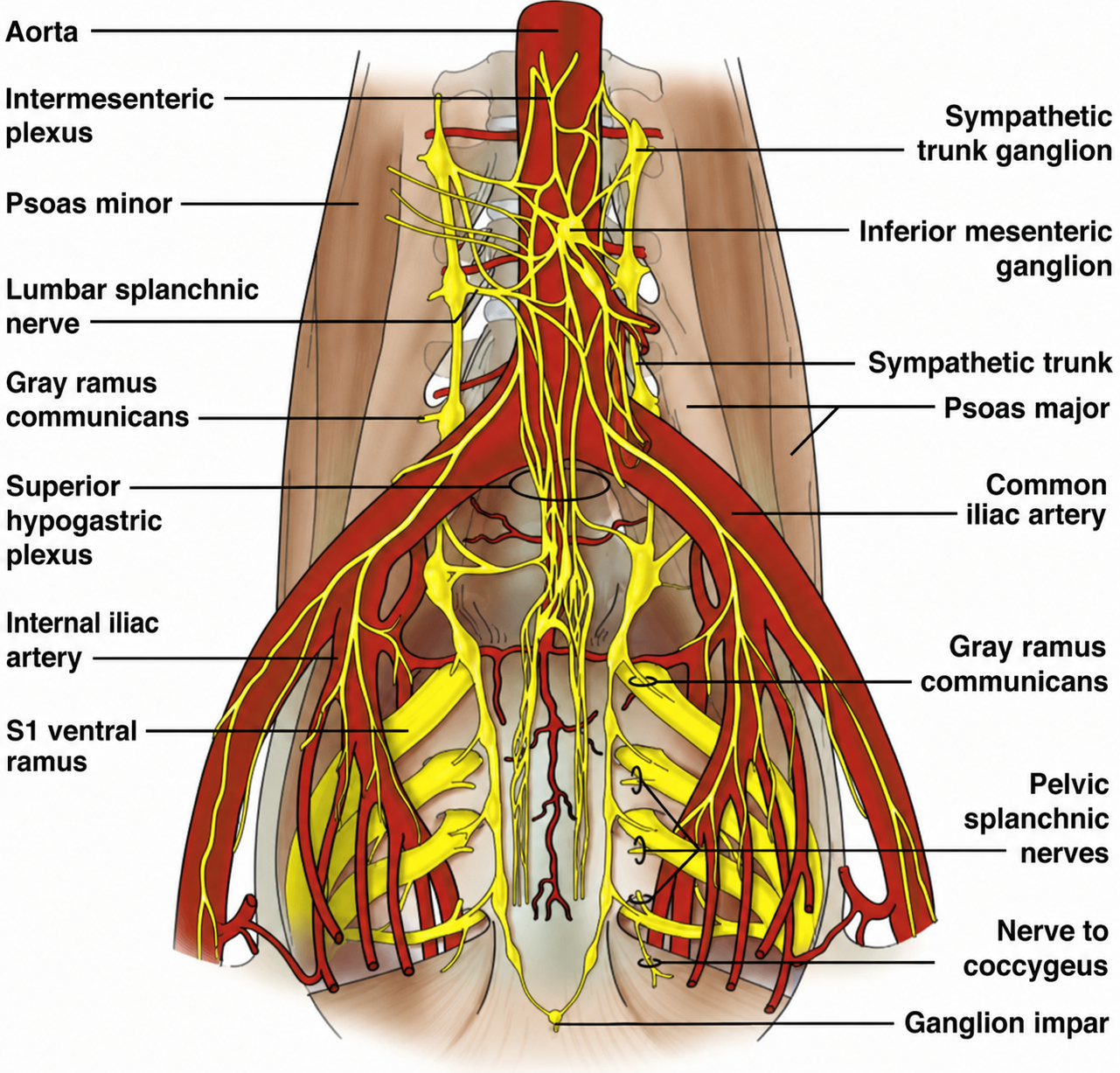Autonomic plexuses — USMLE Lesson | Oncourse