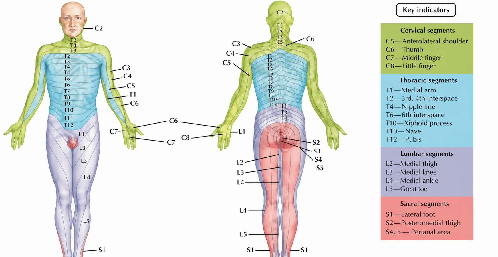 Dermatome overlap and clinical implications — USMLE Lesson | Oncourse
