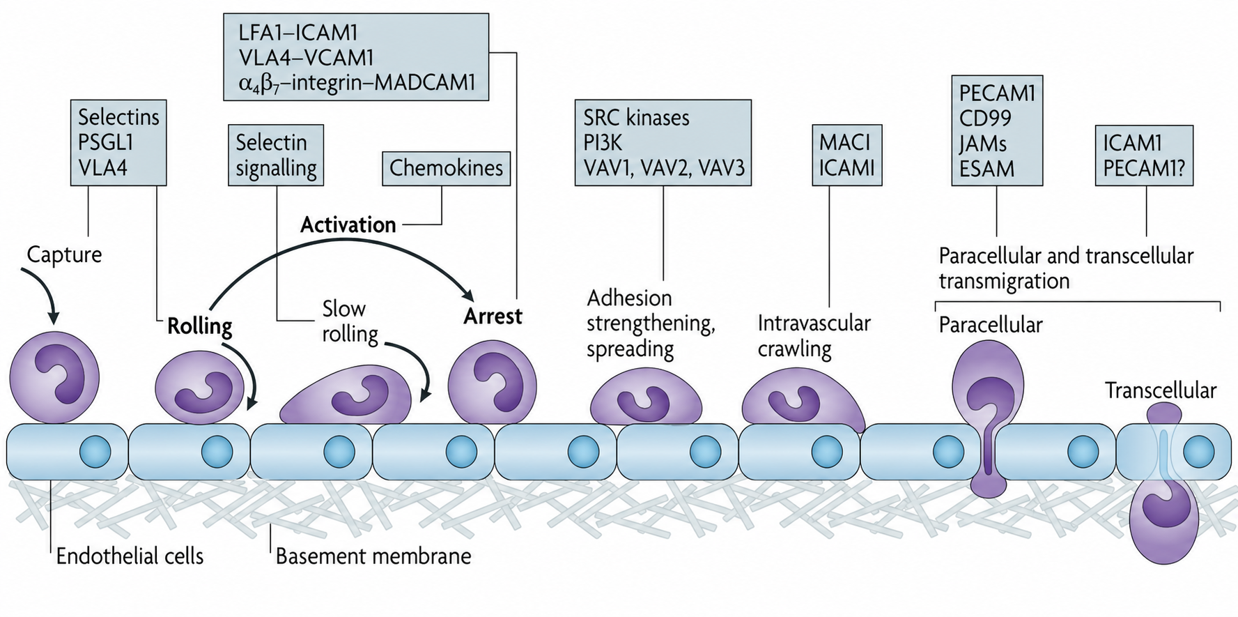 Leukocyte extravasation cascade