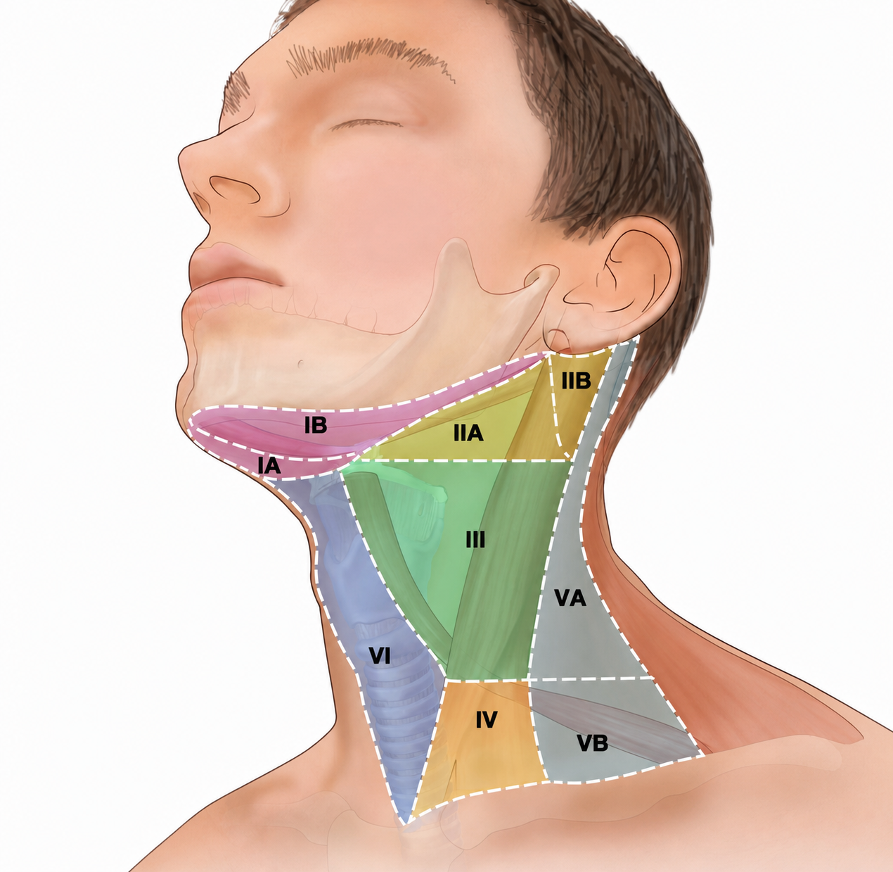 Lymph Node Groups of the Neck