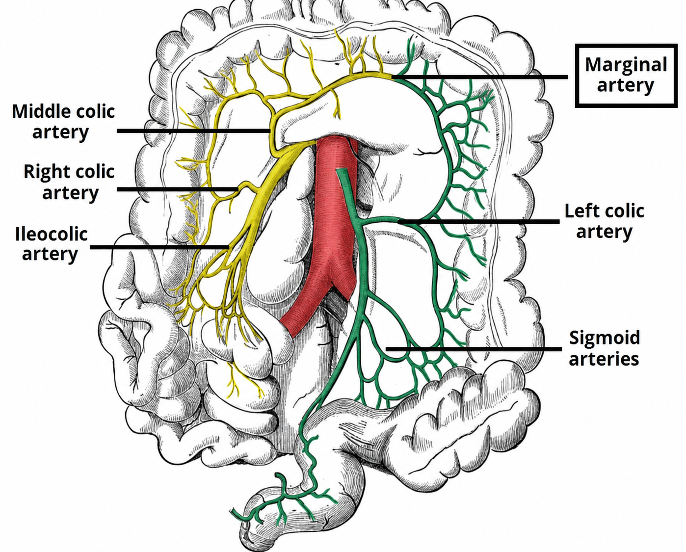 Colorectal Arterial Supply