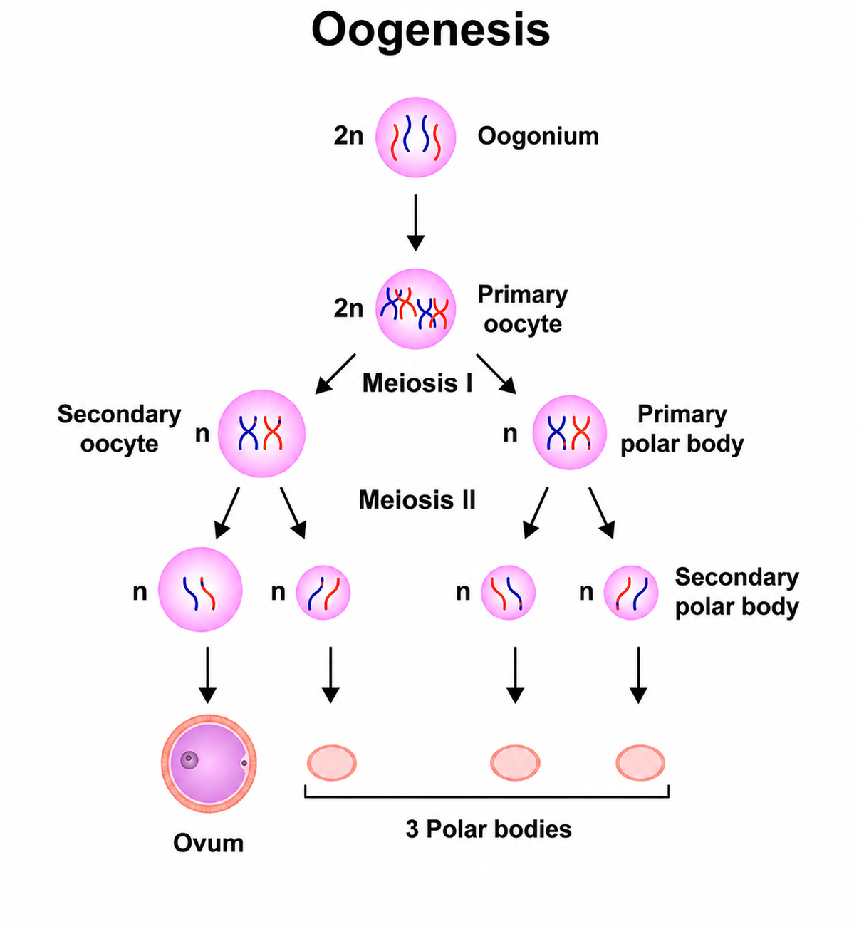 Oogenesis Process Diagram