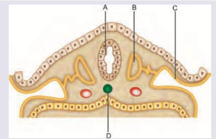 Image for question 987