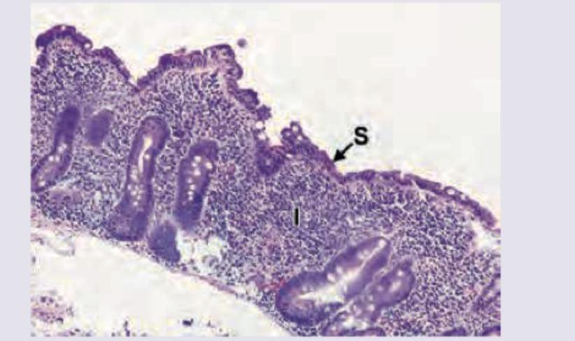 Image for question 257