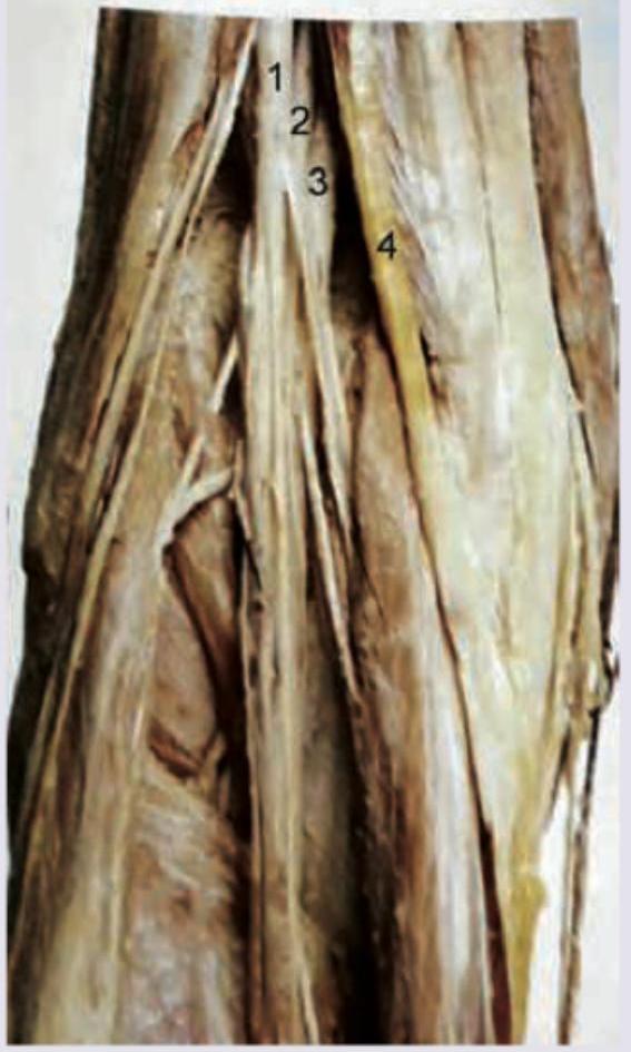 Image for question 467