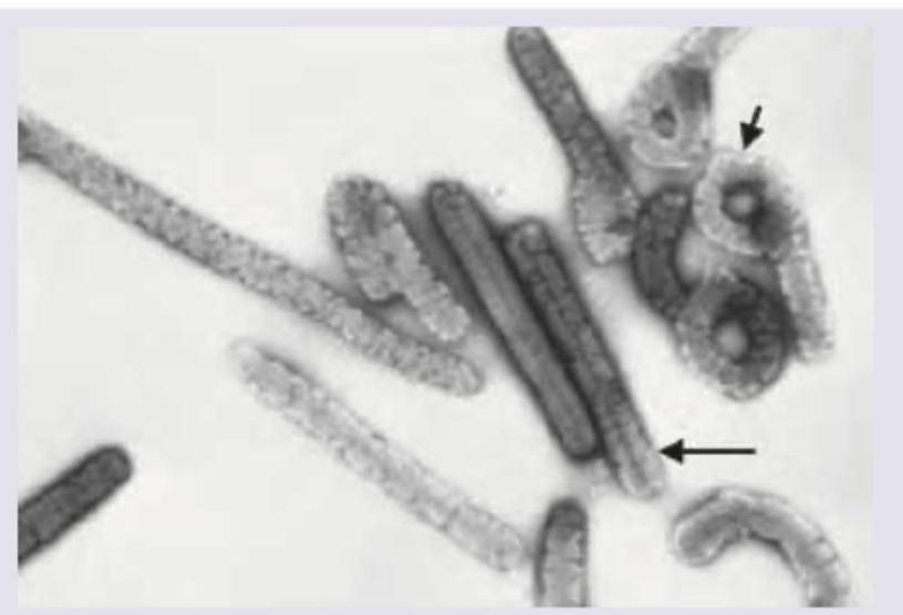 Image for question 10