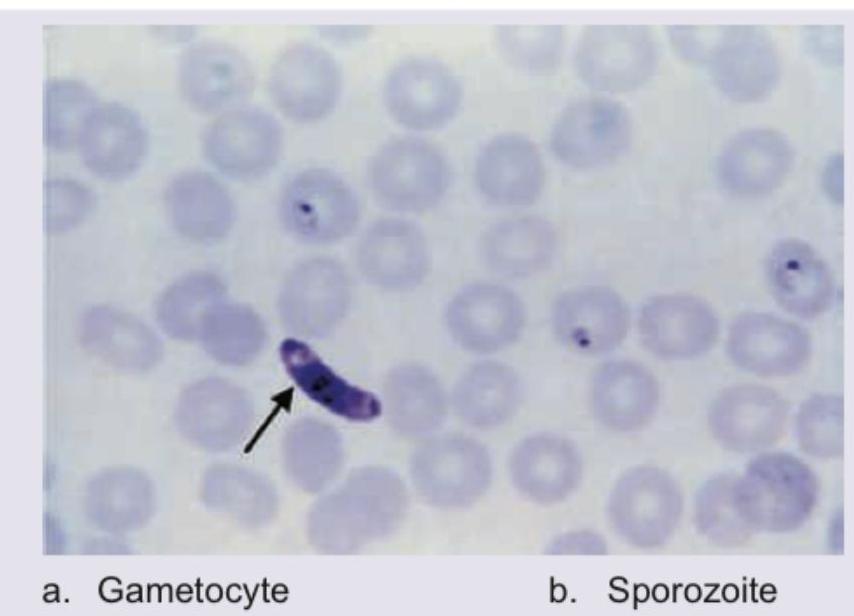 Image for question 780