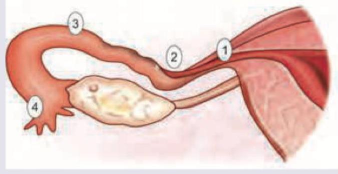 Image for question 942