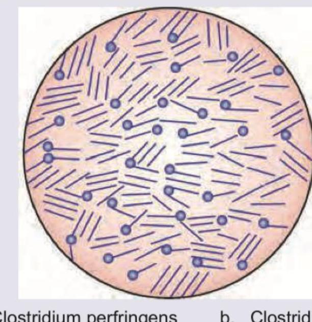 Image for question 2060