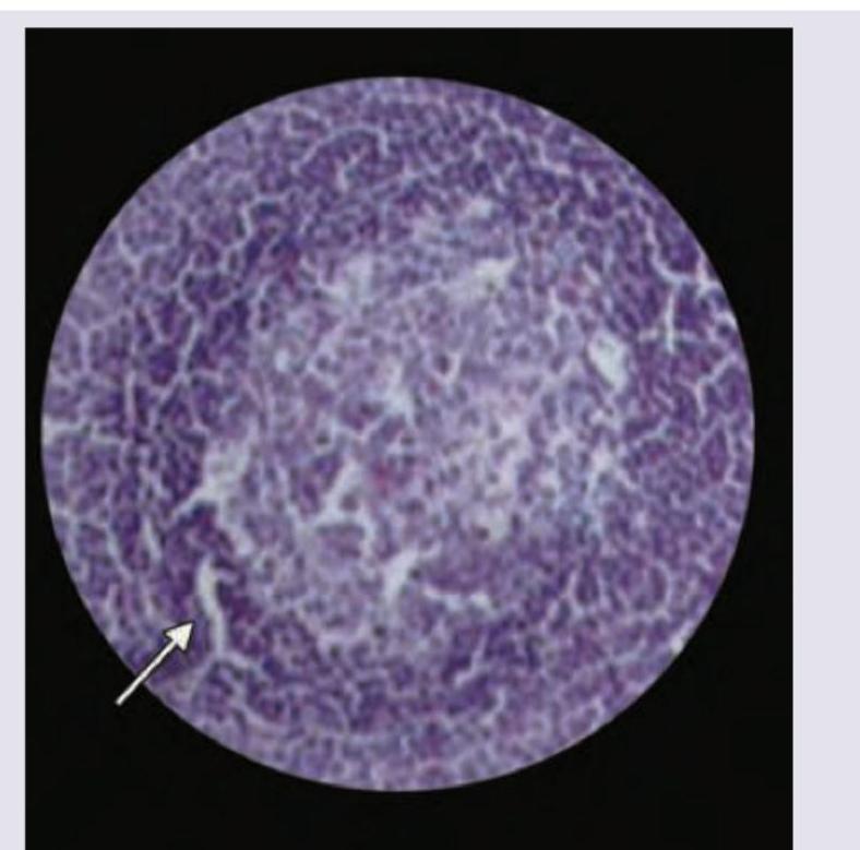 Image for question 9